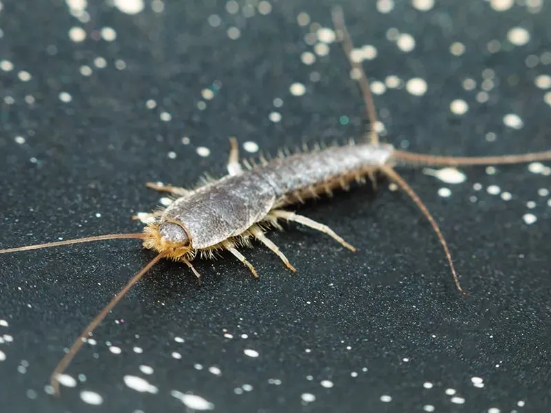 Close-up of a silverfish showing its silver scales and tail bristles