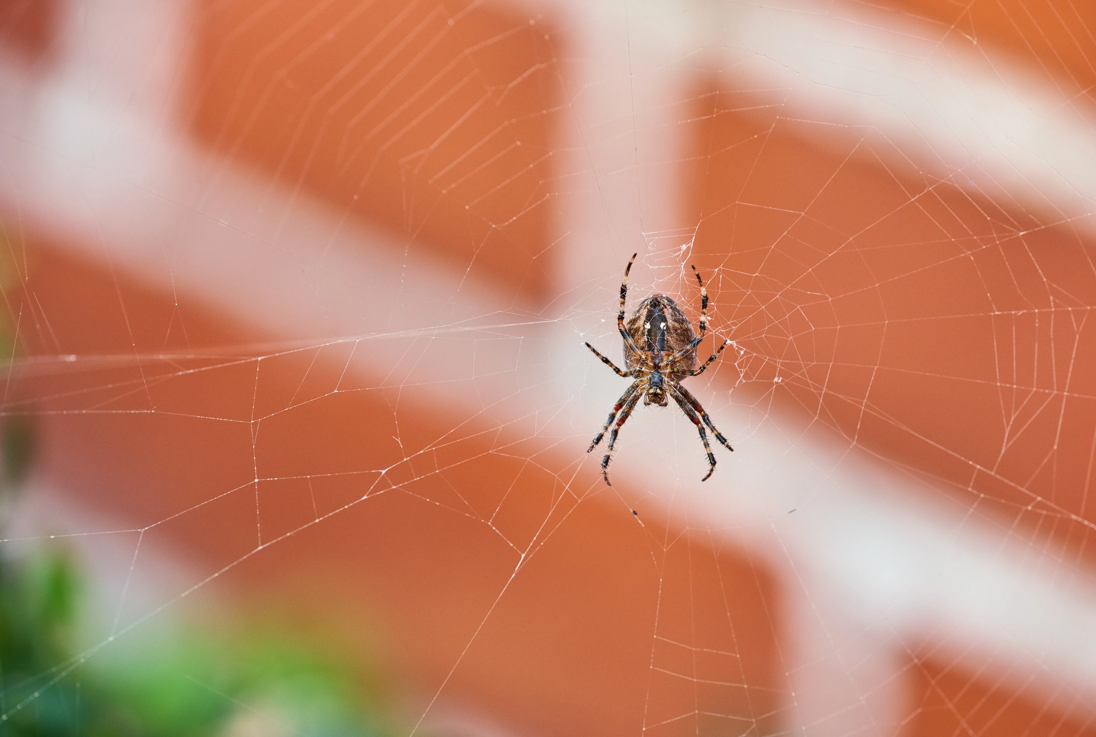 Close-up of an orb-weaver spider on its web against a brick wall
