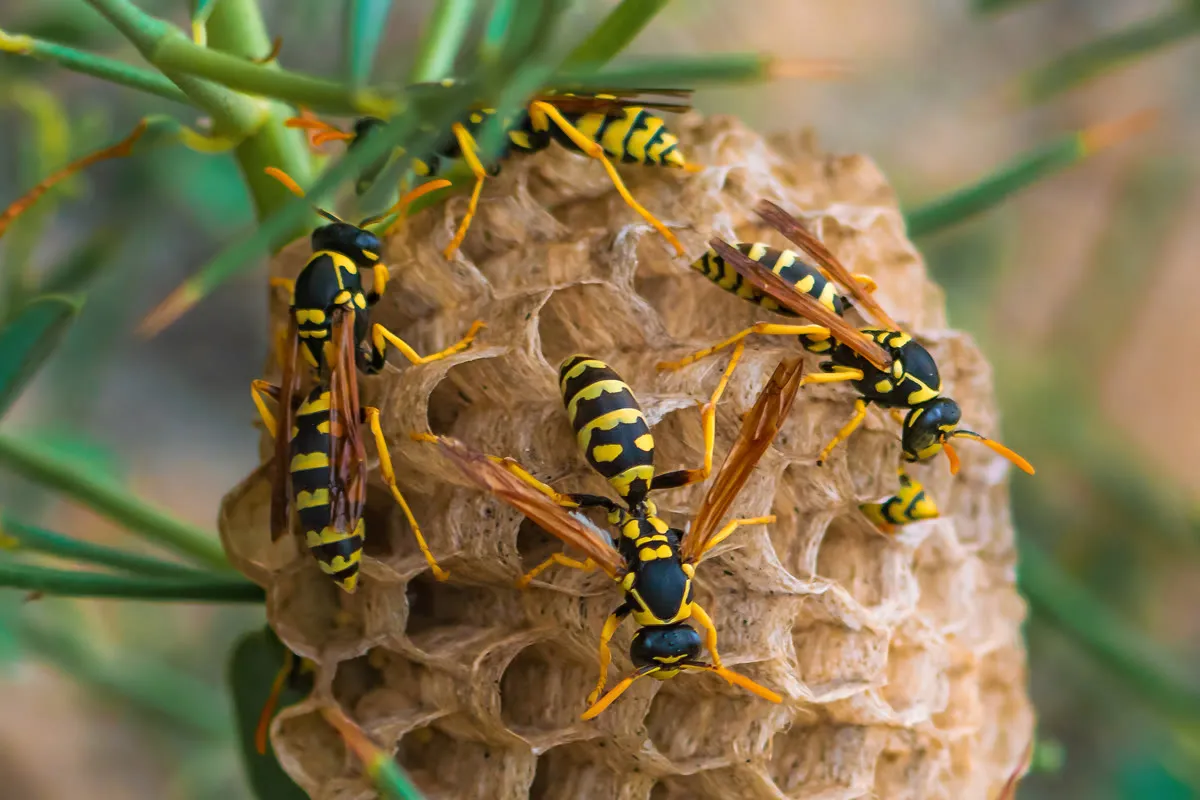 Close-up of black and yellow paper wasps on a nest attached to a plant
