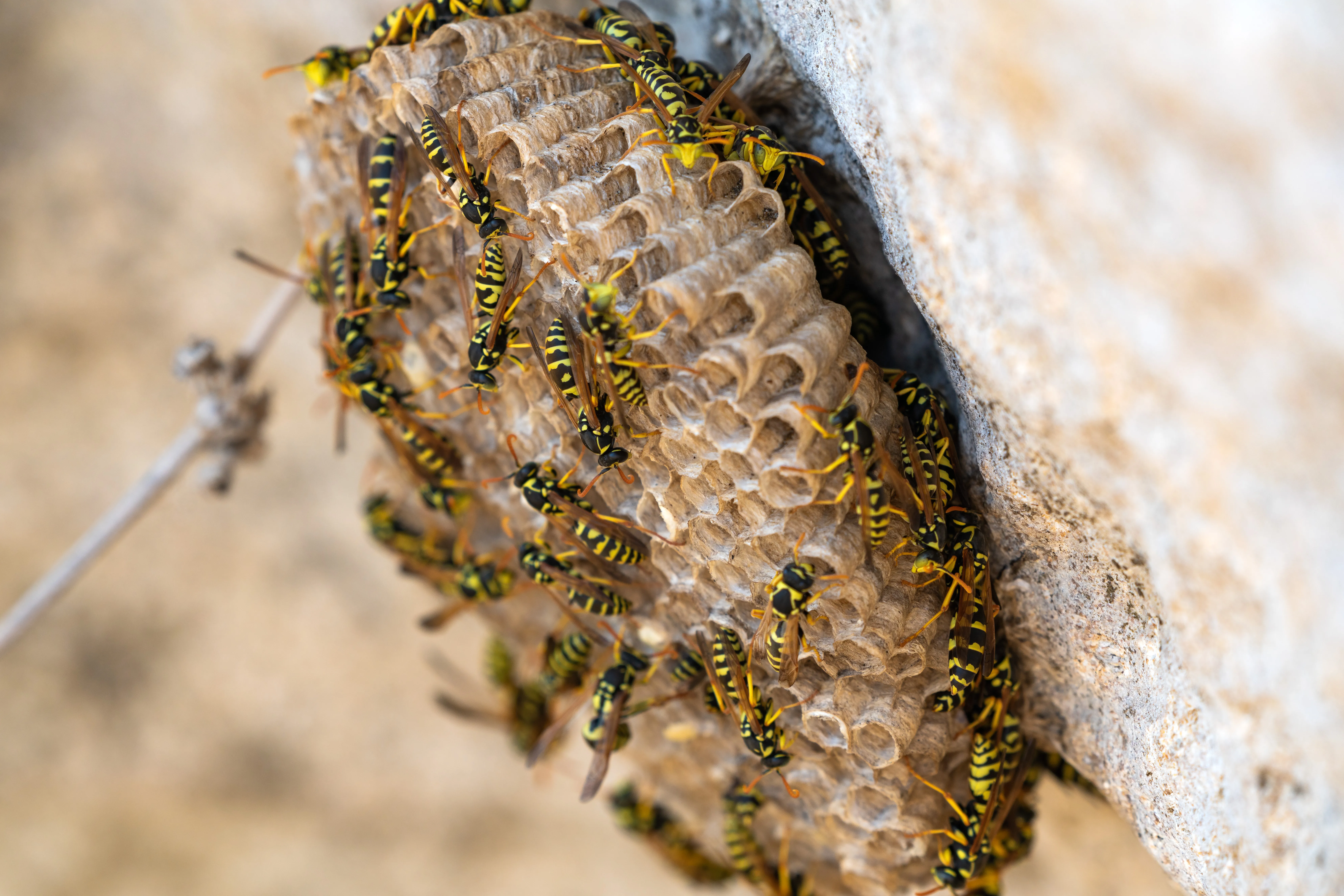 Close-up of black and yellow paper wasps on their open comb nest